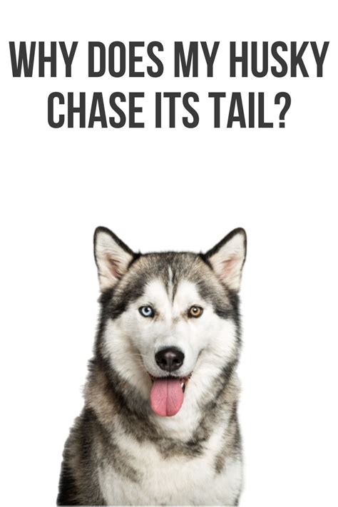 This Post Will Show You A Number Of Reasons Why Your Husky Chases Its