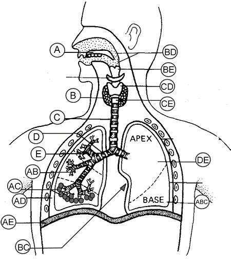 Quiz Respiratory System