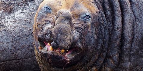 The World S Ugliest Animals In Pictures Environment T