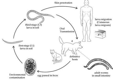 Cutaneous Larva Migrans Life Cycle