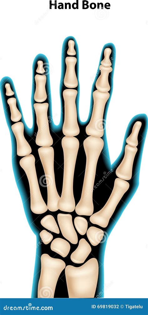 Cartoon Illustration Of Hand Bone Stock Vector Illustration Of Human