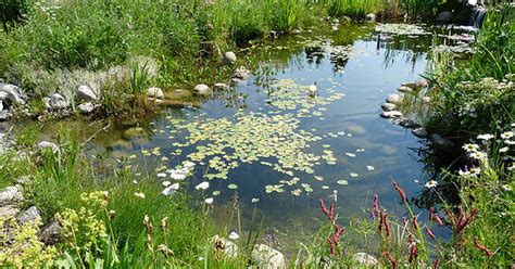 7 easy steps for building a goldfish pond. Water Garden or Backyard Pond - Pond Building Instructions ...