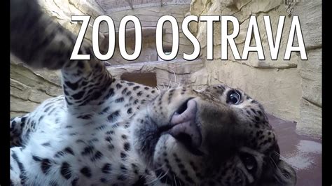 Ostrava zoo, (zoologická zahrada ostrava) is a zoo, located in ostrava in czech republic. ZOO Ostrava / HD 2015 - YouTube