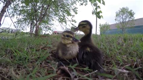 Cutest Baby Ducks On Earth Youtube