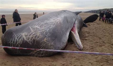 Exploding Whale Fears As Massive Dead Creature Is Winched Out Of