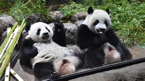 Bizbridge News Visitors To Tokyos Ueno Zoo Bid Farewell To Giant