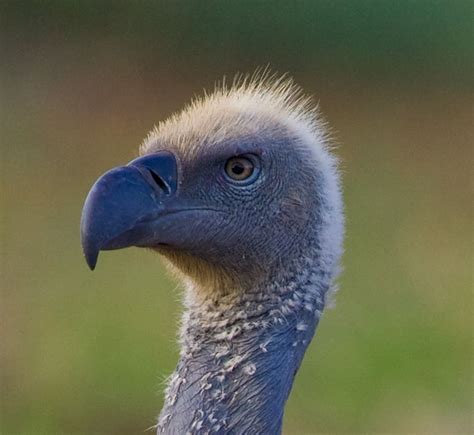Cape Vulture | Bald eagle, Vulture, Animals