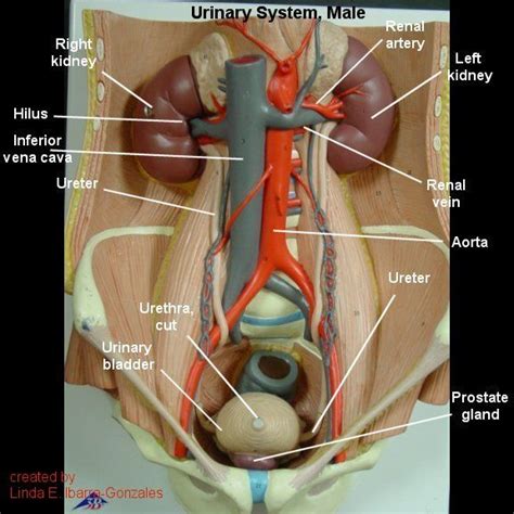 Location of liver in human body. Male Urinary System | A&P.5.Stomach & Kidneys | Pinterest