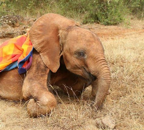 Baby Elephant With Adorable Smile Baby Elephant Elephant Sheldrick