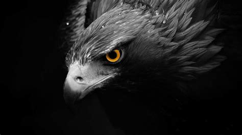 Black Eagle Wallpapers Top Free Black Eagle Backgrounds Wallpaperaccess