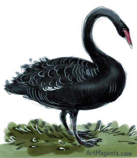 Birds Black Swan
