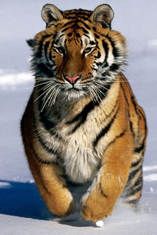 What does a tiger look like? Siberian Tiger | Animal Wildlife