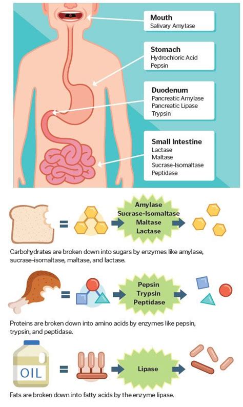 An Image Of The Stomach And Its Functions In Human Health Infographical