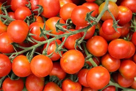 Siap Jual Benih Bibit Tomat Cherry Mix Garden Sumatra Utara