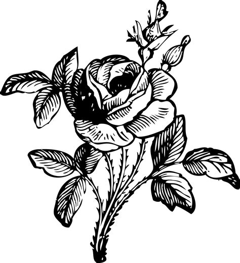 Rose 2 Black White Line Art Coloring Book Colouring Flowers 2011