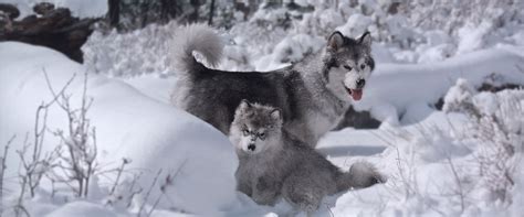 Snowlion Alaskan Malamutes Puppies Now California Malamute Breeders
