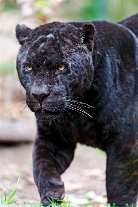 Walking Black Male Jaguar Animals Beautiful Black
