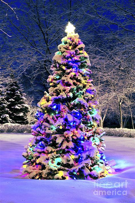 Christmas Tree In Snow By Elena Elisseeva