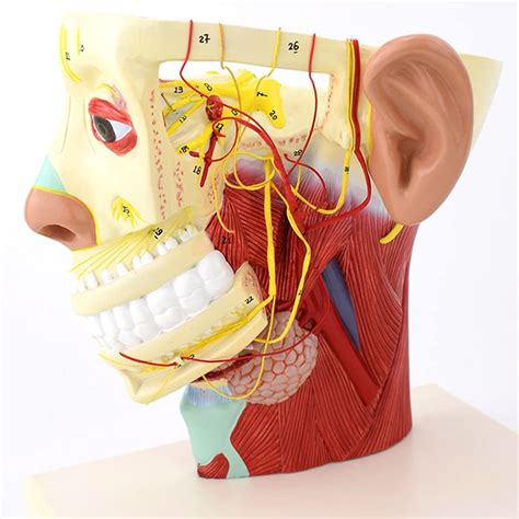 Buy Human Half Head Superficial Neurovascular Model With Musculature