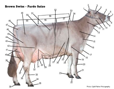 Parts Of A Dairy Cow Diagram