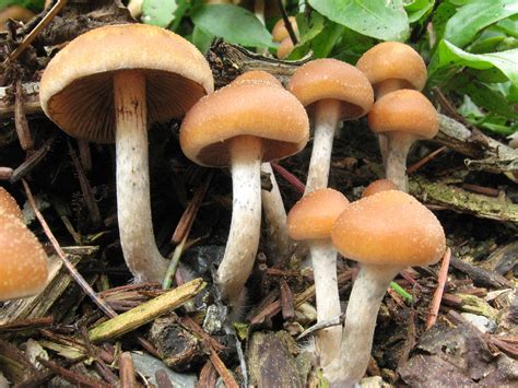 Use Of Lsd Mdma And Magic Mushrooms Aid Treatment Of Anxiety