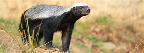 The Honey Badger Wildlife Guide