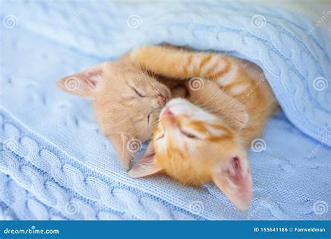Baby Cat Ginger Kitten Sleeping Under Blanket Stock Photo Image Of