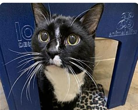 The Animal Allies Pet Of The Week Is An Older Cat Named Lumpy