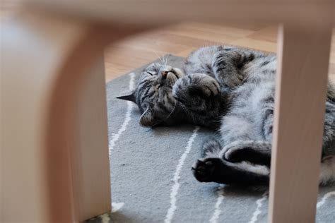 Photo Of Cat Lying Down · Free Stock Photo