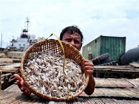 Punya Rasa Yang Khas Begini Proses Pembuatan Ikan Asin Di Cilincing