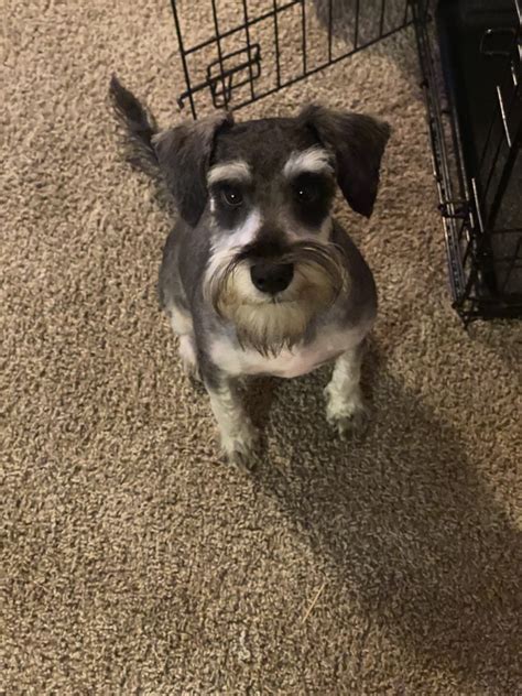 Bella is a purebred female miniature schnauzer puppy for sale in. Miniature Schnauzer Puppies For Sale | Murfreesboro, TN ...