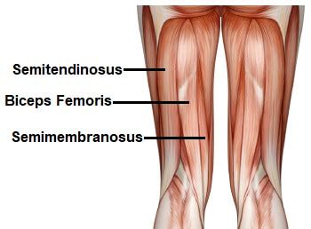 Hip flexor strains occur when hip flexor muscles are stretched or torn. Anatomy Of The Back Of The Knee - slideshare