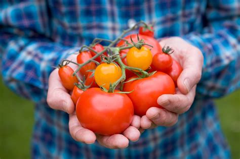 5 X Very Healthy Gardners Delight Tomato Plug Plants Pre Order Plants