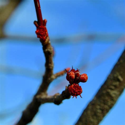 Red Maple Tree Buds Photograph By M E Fine Art America