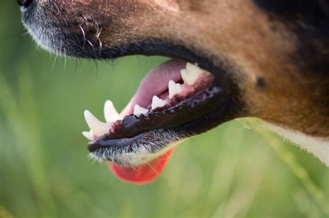 It appears that with soft or wet dog food there. Home Remedies That Will Take Tartar Off a Dog's Teeth ...