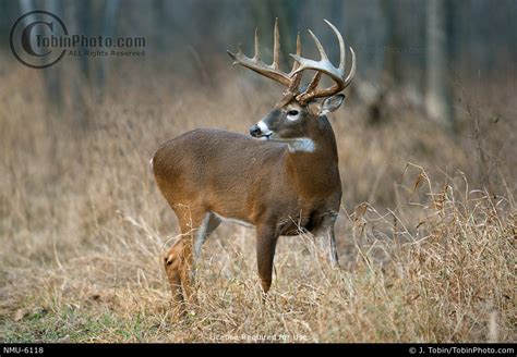 Picture Of A Whitetail Buck In Grass Nmu 6118