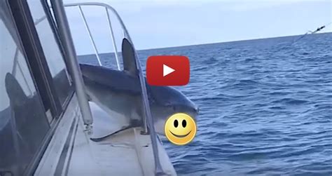 Huge Mako Shark Jumps Onto Fishing Boat In Usa