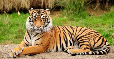 With Ranipur Uttar Pradesh Gets Its 4th Tiger Reserve Outlook Traveller