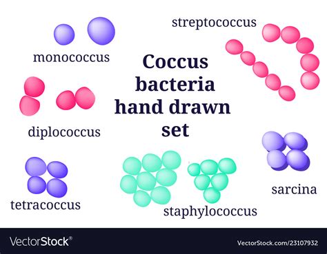 Arrangements Coccus Bacterial Microorganism Vector Image Hot Sex Picture