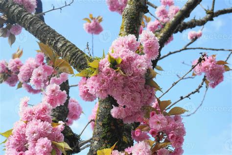 Showy And Bright Prunus Kanzan Japanese Flowering Cherry Double Layer