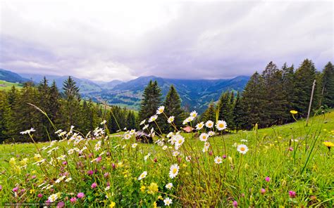 Tlcharger Fond Decran Suisse Montagnes Prairie Fleurs Fonds Decran