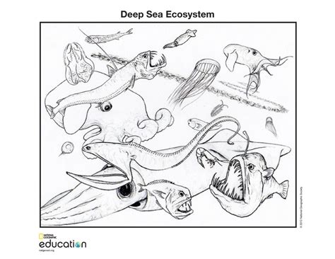940x715 best of ecosystem coloring pages images. Deep Sea Ecosystem | National Geographic Society