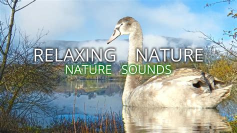 Relaxing Nature Nature Sounds Youtube