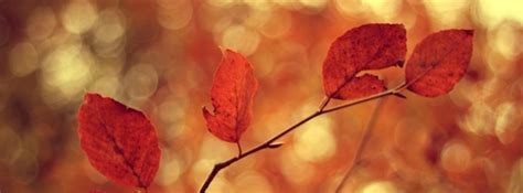 Autumn Leaves Background 3 Facebook Cover Timeline Photo Banner For Fb