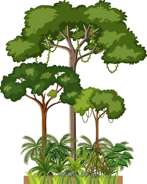 Set Of Different Rainforest Trees On White Background 2036316 Vector