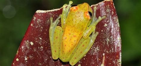 Worlds First Fluorescent Frog Discovered Unexplained Mysteries