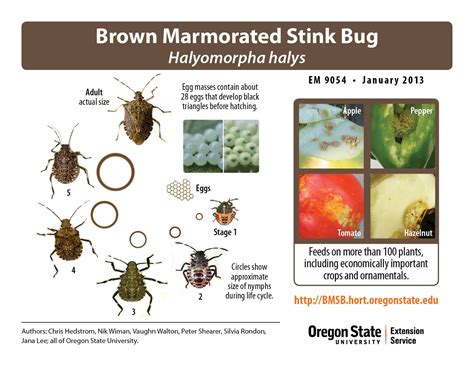 Marmorated Stink Bug Life Cycle Min Rupp