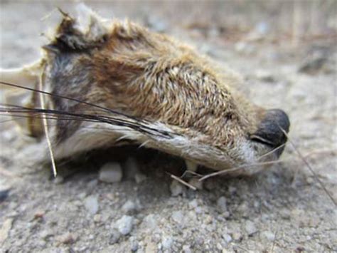 In this animalwised video, we talk about the whiskers of dogs. team small dog: Fox snout.