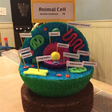 Animal Cell 3d Project Labeled Photosynthesis And Respiration In