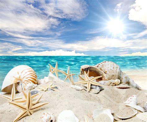 Seashells Starfishes Beach Sea Sunshine Summer Sand ракушки звезды пляж